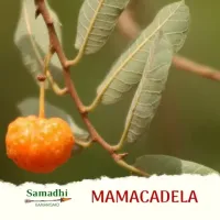 Imagem de Mamacadela Erva Seca 50g